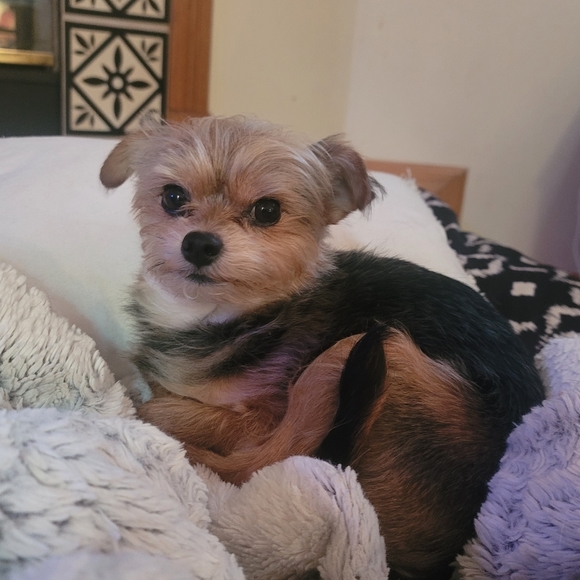 Meet your Posher, Jessica - Picture 5 of 9